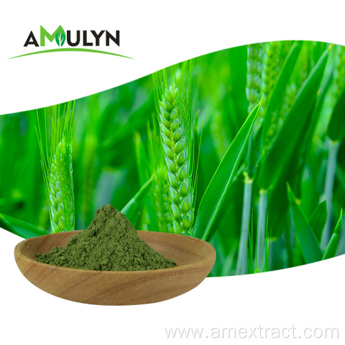 Green Wheat Barley Grass juice extract powder